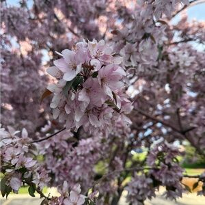 Meet your Posher, Sydney